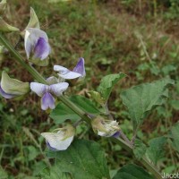 Crotalaria verrucosa L.